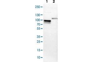 Western blot analysis of Lane 1: NIH-3T3 cell lysate (Mouse embryonic fibroblast cells), Lane 2: NBT-II cell lysate (Rat Wistar bladder tumour cells) with SH3KBP1 polyclonal antibody .