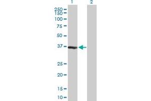 Western Blot analysis of ZWINT expression in transfected 293T cell line by ZWINT MaxPab polyclonal antibody. (ZWINT Antikörper  (AA 1-277))