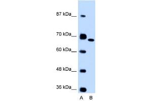 Fibronectin 1 antibody used at 0.
