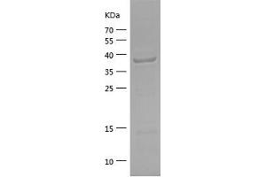Western Blotting (WB) image for Eukaryotic Translation Initiation Factor 5A (EIF5A) (AA 1-154) protein (His-IF2DI Tag) (ABIN7122856)