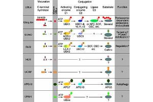 Conjugation pathways for ubiquitin and ubiquitin-like modifiers (UBLs). (ISG15 Antikörper)