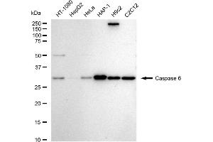 Western blotting analysis using Caspase 6 antibody (ABIN7797900).