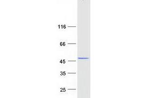 Western Blotting (WB) image for MARE (C16orf35) (Transcript Variant 2) protein (Myc-DYKDDDDK Tag) (ABIN2714073)