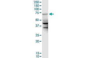 MGC42638 monoclonal antibody (M01), clone 2F7. (UBE2DNL Antikörper  (AA 1-75))