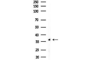 anti-Frizzled-Related Protein (FRZB) (C-Term) antibody