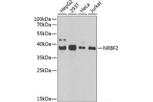 Western blot analysis of extracts of various cell lines using NRBF2 Polyclonal Antibody at dilution of 1:1000. (NRBF2 Antikörper)
