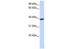 Image no. 1 for anti-Protein Phosphatase 1, Regulatory Subunit 7 (PPP1R7) (AA 107-156) antibody (ABIN6741385) (PPP1R7 Antikörper  (AA 107-156))