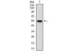 Western Blotting (WB) image for anti-Brain-Derived Neurotrophic Factor (BDNF) (AA 19-248) antibody (ABIN1724944)