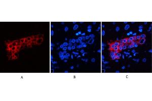 Immunofluorescence analysis of human liver tissue. (Cytokeratin 7 Antikörper)