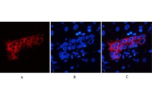 Immunofluorescence analysis of human liver tissue. (Cytokeratin 7 Antikörper)
