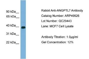 WB Suggested Anti-ANGPTL7  Antibody Titration: 0. (ANGPTL7 Antikörper  (Middle Region))