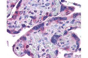 Anti-NLRP10 antibody IHC of human placenta. (NLRP10 Antikörper  (N-Term))
