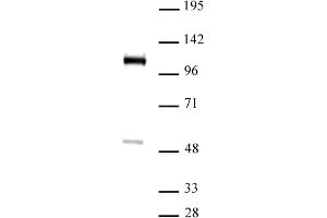 FOXM1 antibody (pAb) tested by Western blot. (FOXM1 Antikörper  (C-Term))
