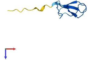 POLR2K Protein (AA 1-58) (Fc Tag)