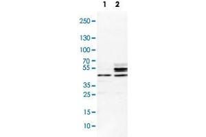 Western Blot analysis of Lane 1: NIH-3T3 cell lysate (mouse embryonic fibroblast cells) and Lane 2: NBT-II cell lysate (Wistar rat bladder tumour cells) with SCRN1 polyclonal antibody . (Secernin 1 Antikörper)
