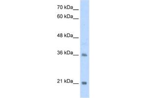 Western Blotting (WB) image for anti-Transcription Factor 15 (Basic Helix-Loop-Helix) (TCF15) antibody (ABIN2461729) (TCF15 Antikörper)