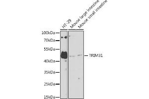 Western blot analysis of extracts of various cell lines, using TRIM31 antibody (ABIN7270987) at 1:1000 dilution. (TRIM31 Antikörper  (AA 186-425))