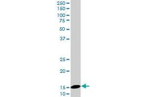 Western Blotting (WB) image for anti-Ubiquitin-Conjugating Enzyme E2D 2 (UBE2D2) (AA 1-94) antibody (ABIN521212)