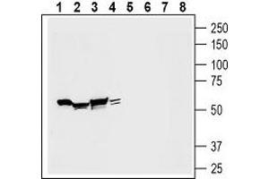 Western blot analysis of rat kidney membranes (lanes 1 and 5), mouse heart lysate (lanes 2 and 6), mouse brain lysate (lanes 3 and 7) and rat tongue lysate (lanes 4 and 8):1-4. (Otopetrin 1 (OTOP1) Peptid)