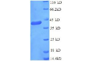 SDS-PAGE (SDS) image for GABA(A) Receptor-Associated Protein (GABARAP) (AA 2-117), (partial) protein (GST tag) (ABIN7479272)