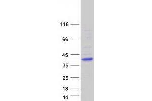 Western Blotting (WB) image for Potassium Channel Tetramerisation Domain Containing 7 (KCTD7) (Transcript Variant 2) protein (Myc-DYKDDDDK Tag) (ABIN2724082)