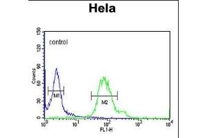 GABARL1 Antibody 9133a flow cytometric analysis of Hela cells (right histogram) compared to a negative control cell (left histogram). (GABARAPL1 Antikörper)