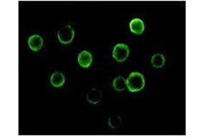 Immunofluorescence analysis of Jurkat cells using BTK mouse mAb. (BTK Antikörper)