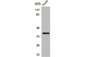 Western Blot analysis of HepG2 cells using CCRL2 Polyclonal Antibody (CCRL2 Antikörper  (Internal Region))