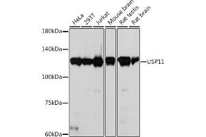 Western blot analysis of extracts of various cell lines, using USP11 Rabbit mAb (ABIN7271139) at 1:1000 dilution. (USP11 Antikörper)