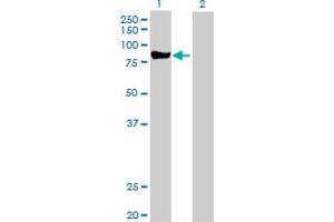 Western Blot analysis of PRKCD expression in transfected 293T cell line by PRKCD MaxPab polyclonal antibody. (PKC delta Antikörper  (AA 1-676))