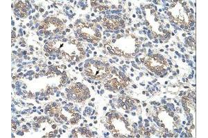 Image no. 1 for anti-Arginase, Liver (ARG1) (AA 101-150) antibody (ABIN320968)