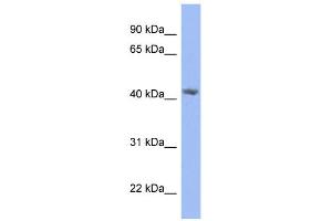 WB Suggested Anti-PRPSAP2 Antibody Titration: 0. (PRPSAP2 Antikörper  (N-Term))