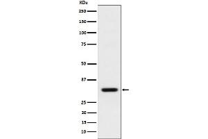 Western blot analysis of BCL2L12 expression in MCF7 cell lysate. (Rekombinanter BCL2L12 Antikörper)