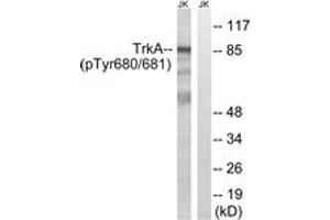 Western blot analysis of extracts from Jurkat cells treated with starved 24h, using Trk A (Phospho-Tyr680+Tyr681) Antibody. (TRKA Antikörper  (pTyr680))