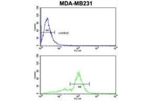 VGFR1 Antibody flow cytometric analysis of MDA-MB231 cells (bottom histogram) compared to a negative control cell (top histogram) FITC-conjugated goat-anti-rabbit secondary antibodies were used for the analysis.