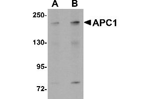 Western Blotting (WB) image for anti-Anaphase Promoting Complex Subunit 1 (ANAPC1) (C-Term) antibody (ABIN1030243) (APC1 Antikörper  (C-Term))