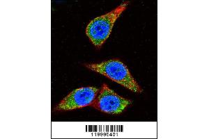 Confocal immunofluorescent analysis of ENOA Antibody (C-term) (ABIN1882077 and ABIN2839495) with Hela cell followed by Alexa Fluor 488-conjugated goat anti-rabbit lgG (green). (ENO1 Antikörper  (C-Term))