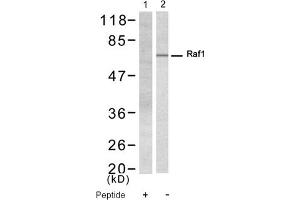 Image no. 1 for anti-V-Raf-1 Murine Leukemia Viral Oncogene Homolog 1 (RAF1) (Ser338) antibody (ABIN319326) (RAF1 Antikörper  (Ser338))