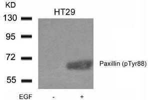 Western blot analysis of extracts from HT29 cells untreated or treated with EGF using Paxillin(phospho-Tyr88) Antibody. (Paxillin Antikörper  (pTyr88))