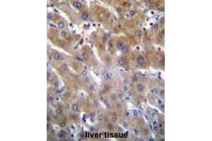 ANKRD18B Antibody (N-term) immunohistochemistry analysis in formalin fixed and paraffin embedded human liver tissue followed by peroxidase conjugation of the secondary antibody and DAB staining. (ANKRD18B Antikörper  (N-Term))