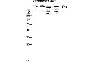 Western blot analysis of 3T3 KB K562 293T lysis using FN1 antibody. (Fibronectin 1 Antikörper  (AA 2310-2390))