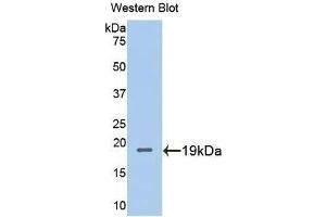 Western Blotting (WB) image for anti-Metallothionein 2 (MT2) (AA 2-61) antibody (ABIN1078316) (MT2 Antikörper  (AA 2-61))