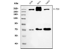 Western blot analysis of Filamin A/FLNA using anti-Filamin A/FLNA antibody (ABIN7601783).