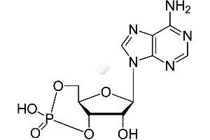 Image no. 1 for Cyclic Adenosine Monophosphate (cAMP) ELISA Kit (ABIN577670) (CAMP ELISA Kit)