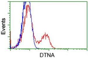 HEK293T cells transfected with either RC223952 overexpress plasmid (Red) or empty vector control plasmid (Blue) were immunostained by anti-DTNA antibody (ABIN2454067), and then analyzed by flow cytometry. (DTNA Antikörper)