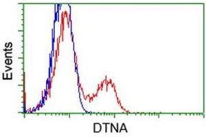 HEK293T cells transfected with either RC223952 overexpress plasmid (Red) or empty vector control plasmid (Blue) were immunostained by anti-DTNA antibody (ABIN2454067), and then analyzed by flow cytometry.
