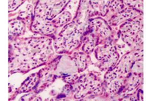 Anti-GDF15 antibody IHC of human placenta. (GDF15 Antikörper  (AA 286-299))
