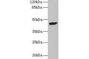 Western blot All lanes: STARD7 antibody at 2 μg/mL + PC-3 whole cell lysate Secondary Goat polyclonal to rabbit IgG at 1/10000 dilution Predicted band size: 44 kDa Observed band size: 44 kDa (STARD7 Antikörper  (AA 61-307))