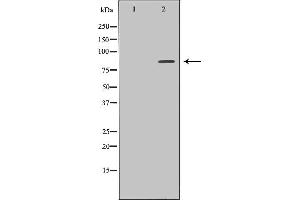 Western blot analysis of extracts of 293T, using HGF antibody. (HGF Antikörper  (Internal Region))