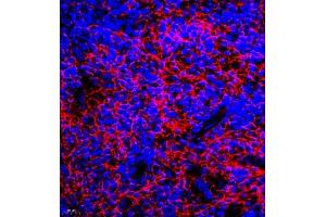 Immunofluorescence of paraffin embedded mouse spleen using GDPD2 (ABIN7074098) at dilution of 1:650 (400x lens) (GDPD2 Antikörper)